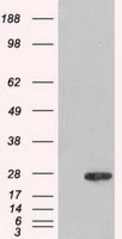 AK1 Mouse anti-Human, Clone: OTI8A1, lyophilized, TrueMAB 100 &mu;g; Unconjugated:Antibodies,