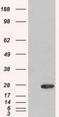 AK1 Mouse anti-Human, Clone: OTI8A1, liquid, TrueMAB 100 &mu;L; Unconjugated:Antibodies,
