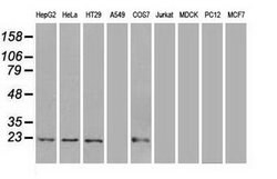 AK1 Mouse anti-Human, Clone: OTI8A1, lyophilized, TrueMAB 100 &mu;g; Unconjugated:Antibodies,