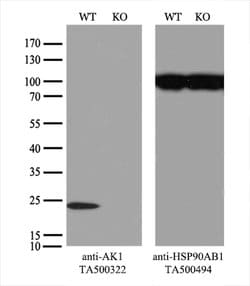 AK1 Mouse anti-Human, Clone: OTI8A1, lyophilized, TrueMAB 100 &mu;g; Unconjugated:Antibodies,