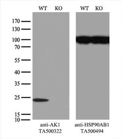 AK1 Mouse anti-Human, Clone: OTI8A1, liquid, TrueMAB 100 &mu;L; Unconjugated:Antibodies,