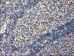 AK3 Monoclonal Antibody (OTI6B7), TrueMAB , OriGene 100 &mu;L; Unconjugated:Antibodies,