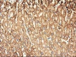 AK3 Monoclonal Antibody (OTI6B7), TrueMAB , OriGene 100 &mu;L; Unconjugated:Antibodies,