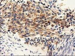 AK3 Mouse anti-Human, Clone: OTI4C4, liquid, TrueMAB 100 &mu;L; Unconjugated:Antibodies,