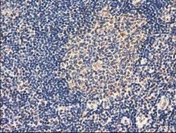 AK3 Mouse anti-Human, Clone: OTI4C4, liquid, TrueMAB 100 &mu;L; Unconjugated:Antibodies,