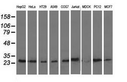 AK3 Mouse anti-Canine, Human, Rat, Clone: OTI6D6, lyophilized, TrueMAB
