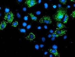 AK4 Monoclonal Antibody (OTI5B10), TrueMAB , OriGene 100 &mu;L; Unconjugated:Antibodies,