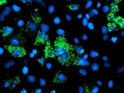 AK4 Mouse anti-Canine, Human, Mouse, Rat, Clone: OTI3B1, lyophilized, TrueMAB