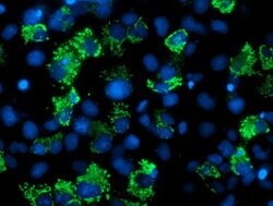 AK4 Mouse anti-Canine, Human, Clone: OTI2B12, lyophilized, TrueMAB 100