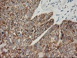 AK4 Mouse anti-Canine, Human, Mouse, Rat, Clone: OTI3B1, lyophilized, TrueMAB