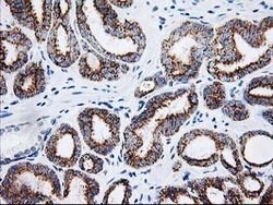 AK4 Mouse anti-Canine, Human, Mouse, Rat, Clone: OTI3B1, lyophilized, TrueMAB