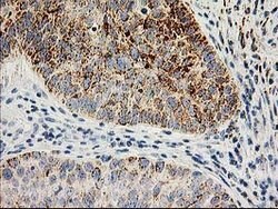 AK4 Mouse anti-Canine, Human, Mouse, Rat, Clone: OTI3B1, lyophilized, TrueMAB