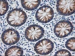 AK4 Mouse anti-Canine, Human, Mouse, Rat, Clone: OTI3B1, liquid, TrueMAB