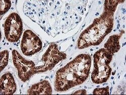 AK4 Mouse anti-Canine, Human, Mouse, Rat, Clone: OTI3B1, lyophilized, TrueMAB