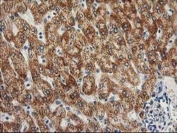 AK4 Mouse anti-Canine, Human, Mouse, Rat, Clone: OTI3B1, lyophilized, TrueMAB