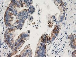 AK4 Mouse anti-Canine, Human, Clone: OTI2B12, lyophilized, TrueMAB 100