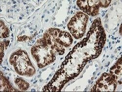 AK4 Mouse anti-Canine, Human, Clone: OTI2B12, lyophilized, TrueMAB 100