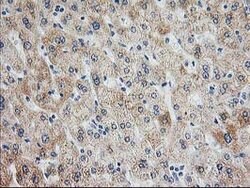 AK4 Mouse anti-Canine, Human, Clone: OTI2B12, lyophilized, TrueMAB 100