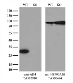 AK4 Monoclonal Antibody (OTI3E1), TrueMAB , OriGene 30 &mu;L; Unconjugated:Anticuerpos
