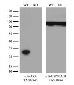 AK4 Monoclonal Antibody (OTI5E7), TrueMAB , OriGene 30 &mu;L; Unconjugated:Antibodies,