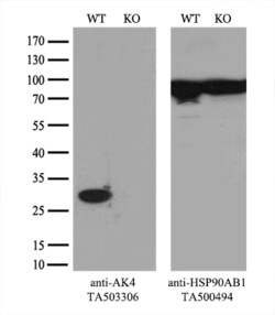 AK4 Monoclonal Antibody (OTI2B12), TrueMAB , OriGene 30 &mu;L; Unconjugated:Antibodies,