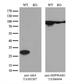AK4 Monoclonal Antibody (OTI2D1), TrueMAB , OriGene 30 &mu;L; Unconjugated:Antibodies,