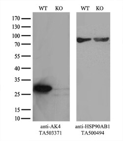 AK4 Monoclonal Antibody (OTI3A9), TrueMAB , OriGene:Antibodies:Primary