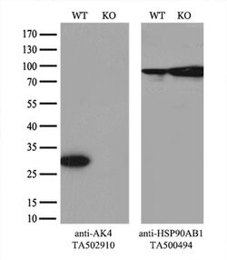 AK4 Monoclonal Antibody (OTI3E1), TrueMAB , OriGene 30 &mu;L; Unconjugated:Anticuerpos