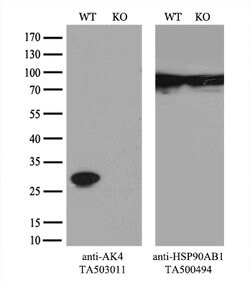 AK4 Mouse anti-Canine, Human, Mouse, Rat, Clone: OTI3B1, lyophilized, TrueMAB