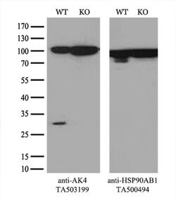 AK4 Monoclonal Antibody (OTI1H1), TrueMAB , OriGene 100 &mu;L; Unconjugated:Antibodies,