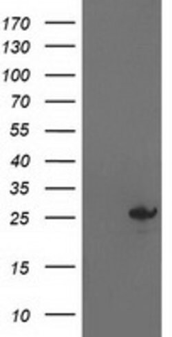AK4 Mouse anti-Canine, Human, Clone: OTI2B12, lyophilized, TrueMAB 100