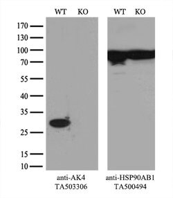 AK4 Mouse anti-Canine, Human, Clone: OTI2B12, lyophilized, TrueMAB 100