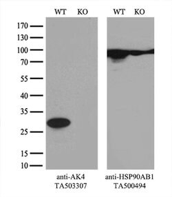 AK4 Monoclonal Antibody (OTI2D1), TrueMAB , OriGene 100 &mu;L; Unconjugated:Antibodies,