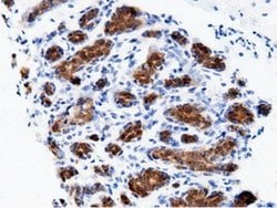 AK5 Monoclonal Antibody (OTI2F9), TrueMAB , OriGene 100 &mu;L; Unconjugated:Antibodies,