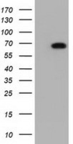 AK5 Mouse anti-Human, Clone: OTI1C5, lyophilized, TrueMAB 100 &mu;g; Unconjugated:Antibodies,