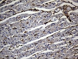 AKAP12 Mouse anti-Human, Clone: OTI1B6, lyophilized, TrueMAB 100 &mu;g;