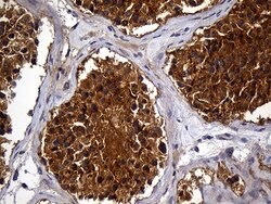 AKAP12 Mouse anti-Human, Clone: OTI1B6, lyophilized, TrueMAB 100 &mu;g;