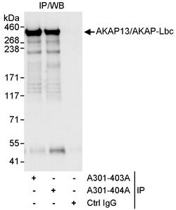 AKAP13/AKAP-Lbc Rabbit anti-Human, Polyclonal, Bethyl Laboratories 10 &mu;L;