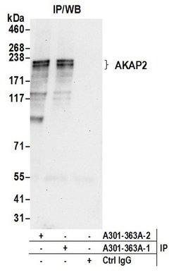 AKAP2 Rabbit anti-Human, Polyclonal, Bethyl Laboratories 100 &mu;l; Unlabeled:Antibodies,