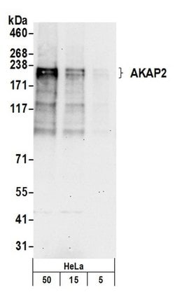 AKAP2 Rabbit anti-Human, Polyclonal, Bethyl Laboratories 100 &mu;l; Unlabeled:Antibodies,
