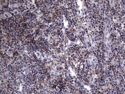 AKAP7 Monoclonal Antibody (OTI6F7), TrueMAB , OriGene 100 &mu;L; Unconjugated:Antibodies,