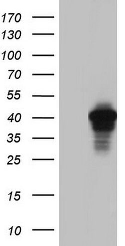 AKAP7 Monoclonal Antibody (OTI6F7), TrueMAB , OriGene 100 &mu;L; Unconjugated:Antibodies,
