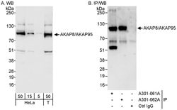 AKAP8/AKAP95 Rabbit anti-Human, Polyclonal, Bethyl Laboratories 100 &mu;L;