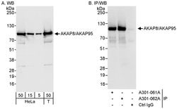 AKAP8/AKAP95 Rabbit anti-Human, Mouse, Polyclonal, Bethyl Laboratories