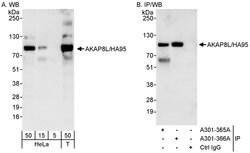 AKAP8L/HA95 Rabbit anti-Human, Polyclonal, Bethyl Laboratories 100 &mu;L;
