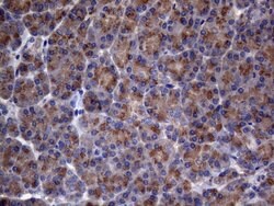 AKIP1 Monoclonal Antibody (OTI2E4), TrueMAB , OriGene 100 &mu;L; Unconjugated:Antibodies,