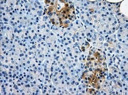 AKR1A1 Mouse anti-Human, Clone: OTI8H2, liquid, TrueMAB 100 &mu;L; Unconjugated:Antibodies,