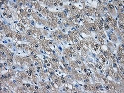 AKR1A1 Mouse anti-Human, Clone: OTI8H2, liquid, TrueMAB 100 &mu;L; Unconjugated:Antibodies,