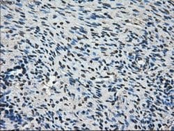 AKR1A1 Mouse anti-Human, Clone: OTI10E11, liquid, TrueMAB 100 &mu;L; Unconjugated:Antibodies,