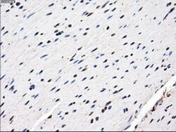 AKR1A1 Mouse anti-Human, Clone: OTI10E11, liquid, TrueMAB 100 &mu;L; Unconjugated:Antibodies,